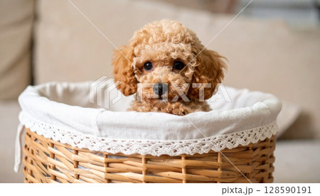 バスケットの中に入ったつぶらな目のトイプードル バスケットの中に入ったつぶらな目のトイプードル 128590191