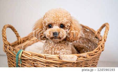 バスケットの中に入ったつぶらな目のトイプードル バスケットの中に入ったつぶらな目のトイプードル 128590193