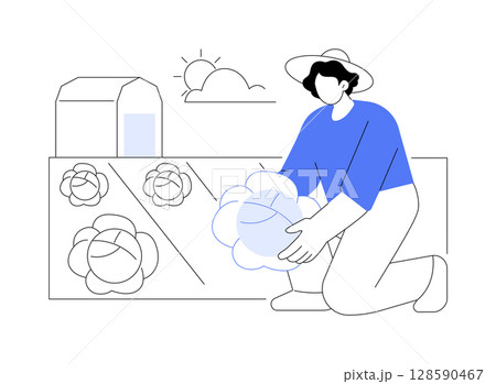 Cabbage farming isolated cartoon vector illustrations. Cabbage farming isolated cartoon vector illustrations. 128590467
