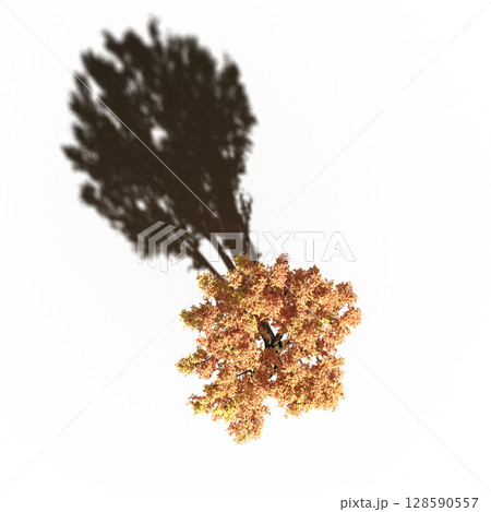 tree with a shadow under it, top view, isolate on a transparent background, 3d illustration tree with a shadow under it, top view, isolate on a transparent background, 3d illustration 128590557