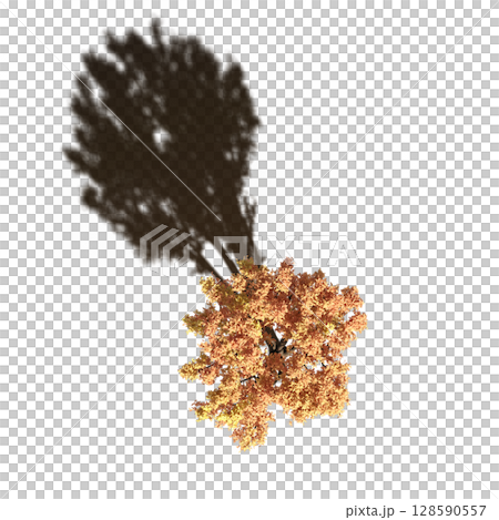 tree with a shadow under it, top view, isolate on a transparent background, 3d illustration tree with a shadow under it, top view, isolate on a transparent background, 3d illustration 128590557