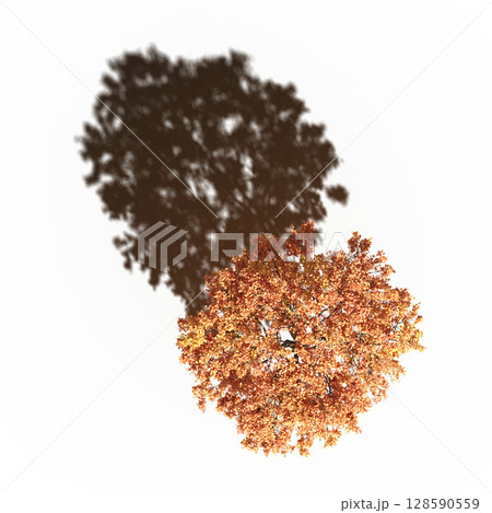 tree with a shadow under it, top view, isolate on a transparent background, 3d illustration 128590559