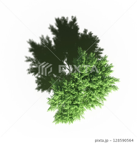 tree with a shadow under it, top view, isolate on a transparent background, 3d illustration 128590564