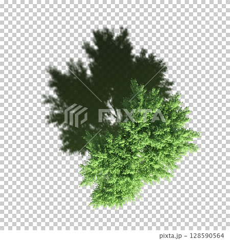 tree with a shadow under it, top view, isolate on a transparent background, 3d illustration 128590564