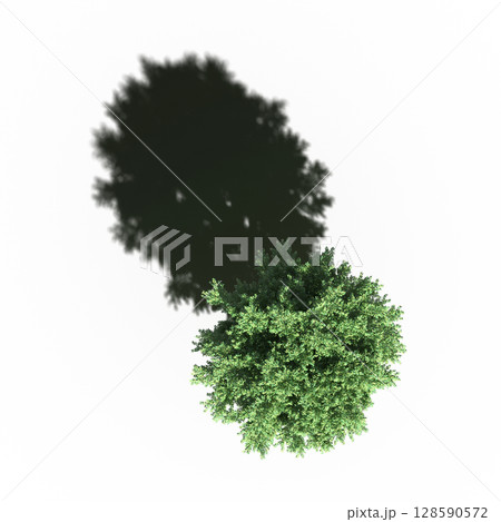 tree with a shadow under it, top view, isolate on a transparent background, 3d illustration 128590572