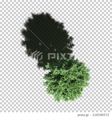 tree with a shadow under it, top view, isolate on a transparent background, 3d illustration 128590572