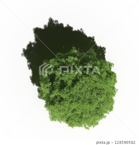 tree with a shadow under it, top view, isolate on a transparent background, 3d illustration 128590582