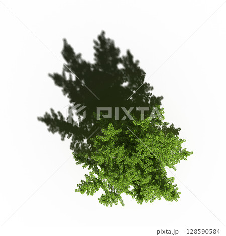 tree with a shadow under it, top view, isolate on a transparent background, 3d illustration 128590584
