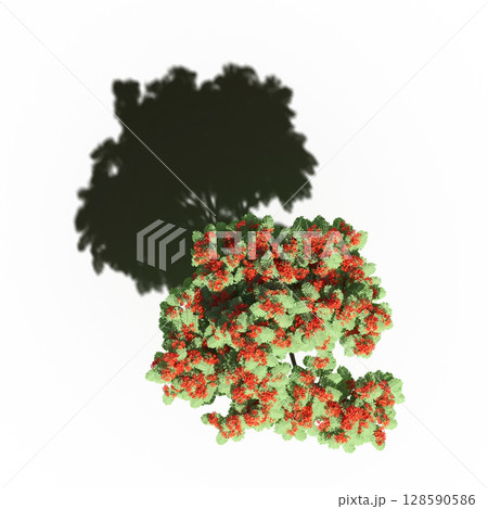 tree with a shadow under it, top view, isolate on a transparent background, 3d illustration tree with a shadow under it, top view, isolate on a transparent background, 3d illustration 128590586