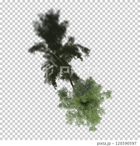 tree with a shadow under it, top view, isolate on a transparent background, 3d illustration 128590597