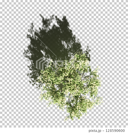 tree with a shadow under it, top view, isolate on a transparent background, 3d illustration tree with a shadow under it, top view, isolate on a transparent background, 3d illustration 128590600