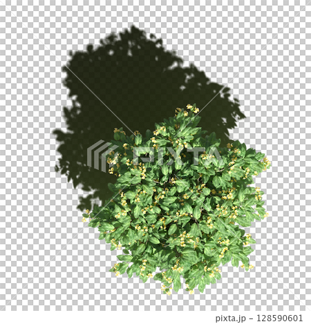 tree with a shadow under it, top view, isolate on a transparent background, 3d illustration 128590601