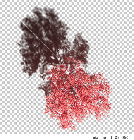 tree with a shadow under it, top view, isolate on a transparent background, 3d illustration 128590603