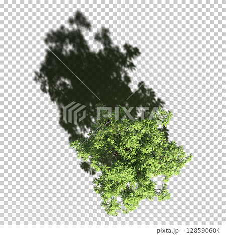 tree with a shadow under it, top view, isolate on a transparent background, 3d illustration 128590604