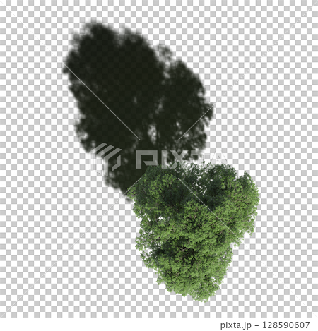 tree with a shadow under it, top view, isolate on a transparent background, 3d illustration 128590607
