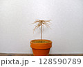 一本の枯れたミニ盆栽 赤松 植物 128590789