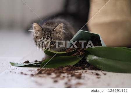 Cute kitten and dropped planter with a flower on the floor. damage from pets. Kitten play and surprise eating Smelling home plants. Cute kitten and dropped planter with a flower on the floor. damage from pets. Kitten play and surprise eating Smelling home plants. 128591132