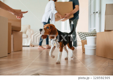 Cute dog is sitting on the floor. Young couple are moving to new home 128592305