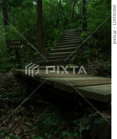 森の階段 森の階段 128592800