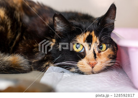A calico cat with striking yellow eyes is relaxing on a table A calico cat with striking yellow eyes is relaxing on a table 128592817