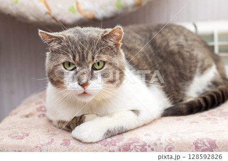 A beautiful cat with striking green eyes is comfortably laying on a soft pillow 128592826
