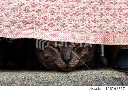 A curious cat carefully peeking out from underneath a pink blanket A curious cat carefully peeking out from underneath a pink blanket 128592827