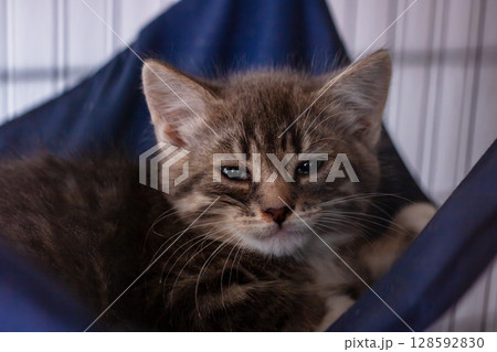 A cute kitten lays on a blue blanket, curiously looking at the camera A cute kitten lays on a blue blanket, curiously looking at the camera 128592830