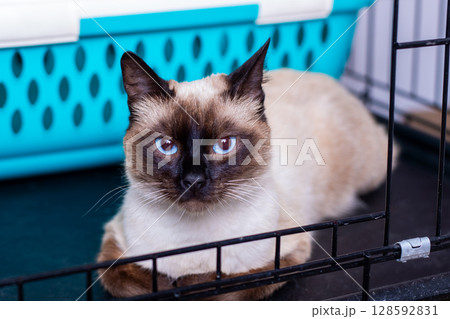 A siamese cat is laying in a cage, gazing at the camera 128592831