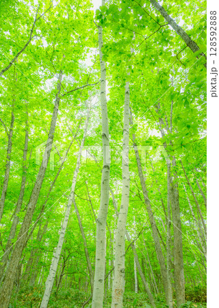 新緑の森【乗鞍高原】 128592888