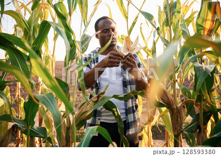 Fresh corn in hand. Young black man is standing at daytime Fresh corn in hand. Young black man is standing at daytime 128593380