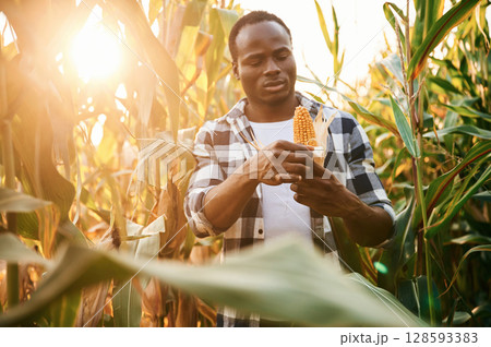 Sunlight is going through the leaves. Young black man is standing in the cornfield at daytime Sunlight is going through the leaves. Young black man is standing in the cornfield at daytime 128593383