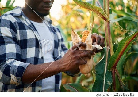 Quality product. Young black man is standing in the cornfield at daytime Quality product. Young black man is standing in the cornfield at daytime 128593393