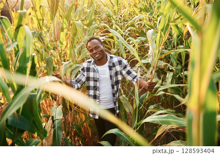 Standing and posing. Young black man is in the cornfield at daytime 128593404