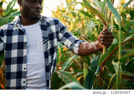 Looking and checking the leaves and plant. Young black man is standing in the cornfield at daytime Looking and checking the leaves and plant. Young black man is standing in the cornfield at daytime 128593407