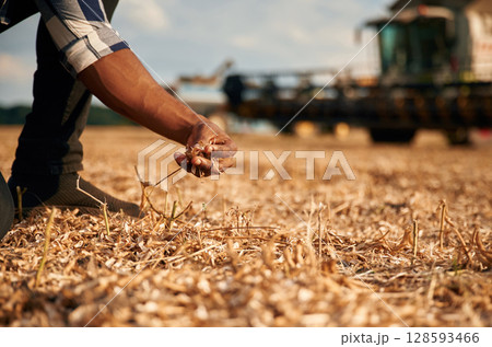Close up view, checking quality of wheat. Beautiful African American man is in the agricultural field Close up view, checking quality of wheat. Beautiful African American man is in the agricultural field 128593466