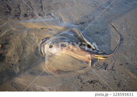 波打ち際を泳ぐアカエイ 128593631