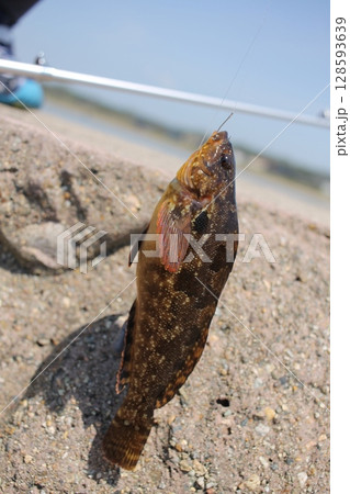 釣り上げた魚 128593639