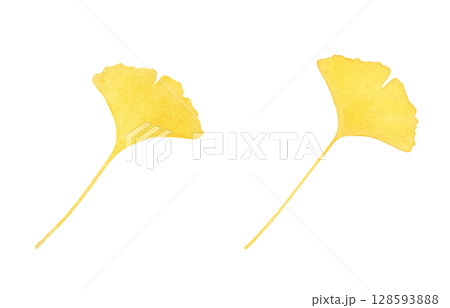 落ち葉 イラスト 水彩 イチョウ 128593888