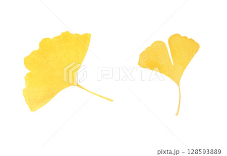 落ち葉 イラスト 水彩 イチョウ 128593889