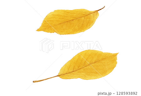 落ち葉 イラスト 水彩 枯れ葉 落ち葉 イラスト 水彩 枯れ葉 128593892