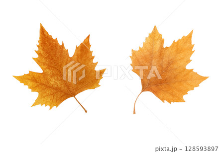 落ち葉 イラスト 水彩 枯れ葉	 128593897