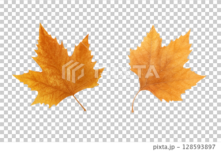 落ち葉 イラスト 水彩 枯れ葉	 128593897