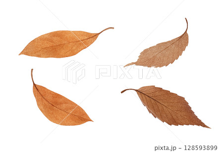 落ち葉 イラスト 水彩 枯れ葉	 128593899