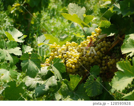 Ripe yellow grape growing on a branch. Wine production or agriculture concept Ripe yellow grape growing on a branch. Wine production or agriculture concept 128593928
