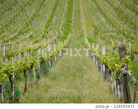 Rows of grapevines in a vineyard. Wine production or agriculture concept 128593933