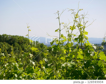 Grapevines in a vineyard close up. Wine production or agriculture concept 128593934
