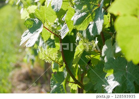 Grapevines in a vineyard close up. Wine production or agriculture concept 128593935
