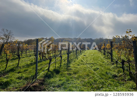 Rows of grapevines in a vineyard. Wine production or agriculture concept 128593936
