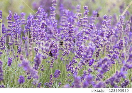 Beautiful purple lavender flowers bloom in a sunny field, attracting busy bumblebees, symbolizing summer, natural pollination, and ecological balance Beautiful purple lavender flowers bloom in a sunny field, attracting busy bumblebees, symbolizing summer, natural pollination, and ecological balance 128593959