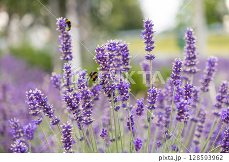 Vibrant purple lavender flowers bloom in a sunny summer garden, with busy bumblebees actively collecting nectar, highlighting nature's essential pollination cycle 128593962